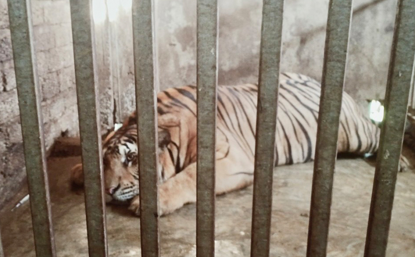 Conservation Story 16: Dozens of Tigers Rescued in Viet Nam’s Major Illegal Wildlife Busts