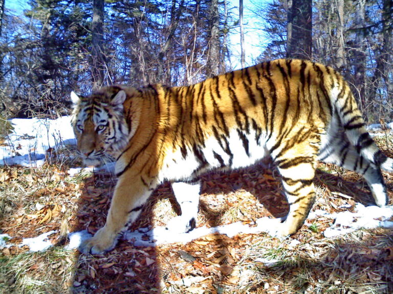 camera traps conservation of tigers
