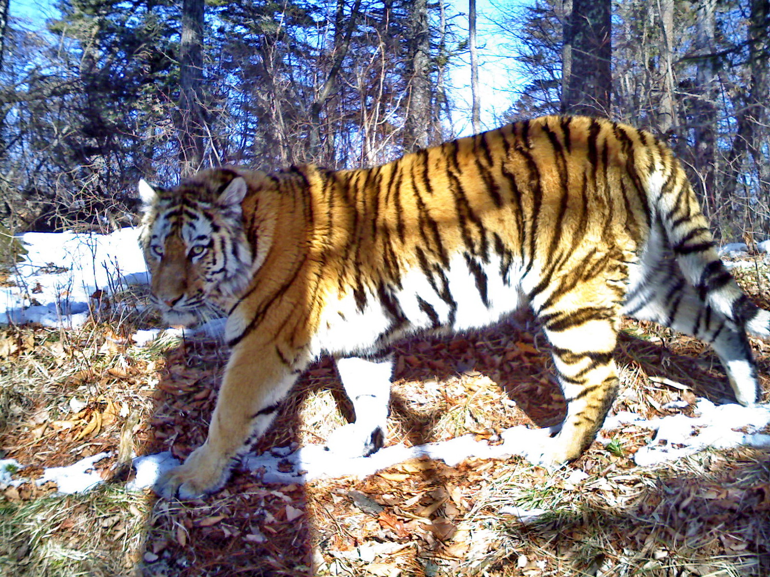 How are Camera Traps Used in Conservation of Tigers?