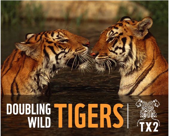 Doubling Wild Tigers with Asian Tigers Group