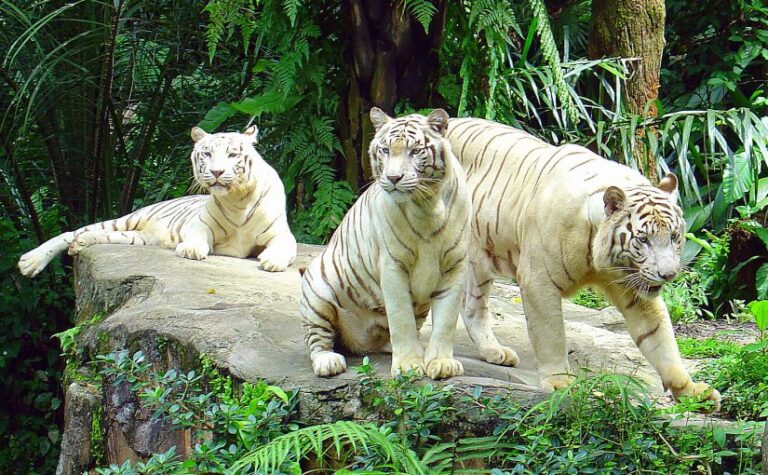 Conservation Story 15: The Truth about White Tigers