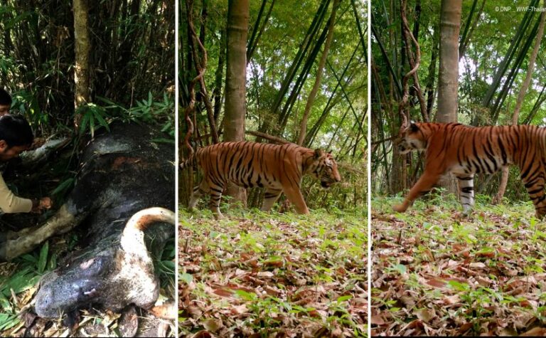Conservation Story 10: Captured on Camera: Wild tiger Hunts World's Largest Bovine in Thailand