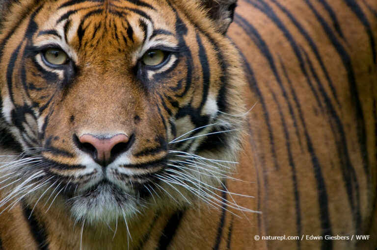 Conservation Story 5: Sumatran Tiger Family
