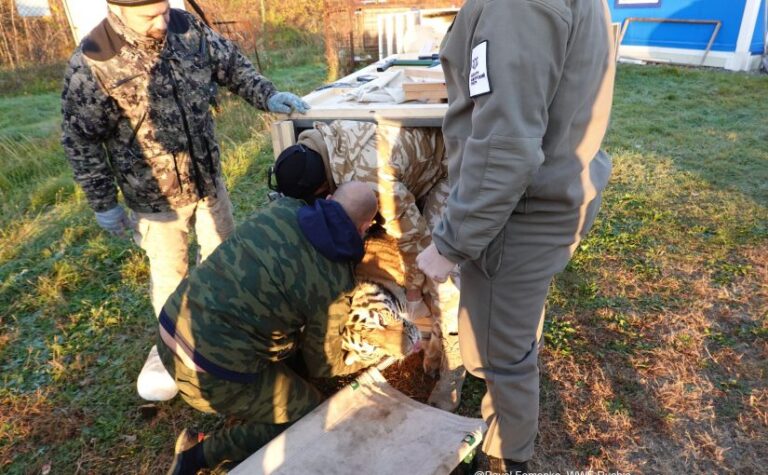 conservation story 9 tigers cubs