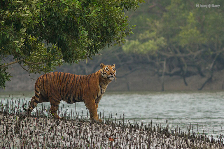 Conservation Story 7: Eliminating Blood Honey