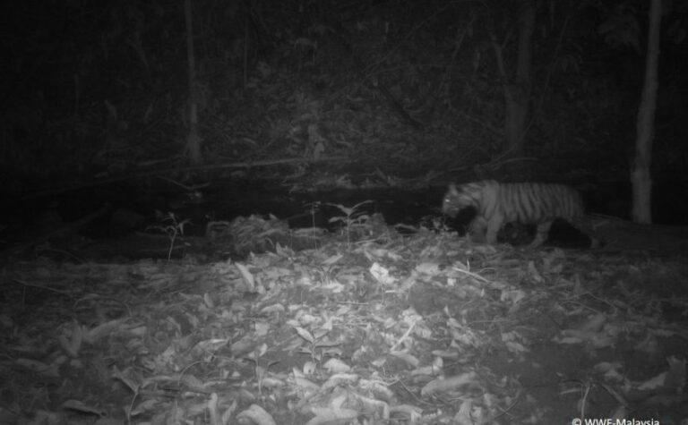 Conservation Story 13: Captured images of Malayan tiger cubs in the wild shows promising sign