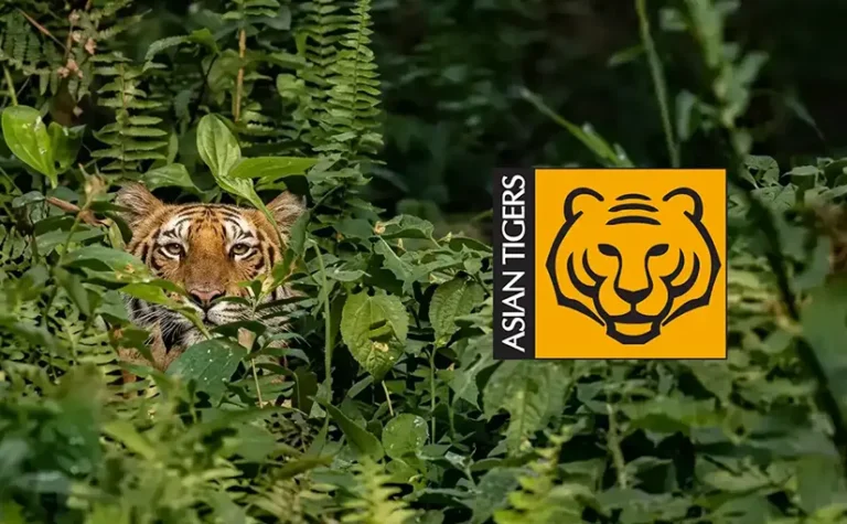 Majestic Malayan Tiger